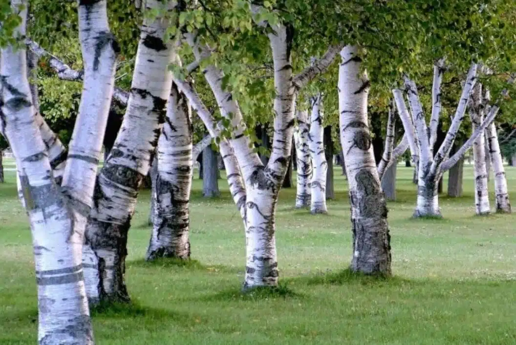 4 дървета, които могат да съсипят двора Ви за кратко време: ето защо 4