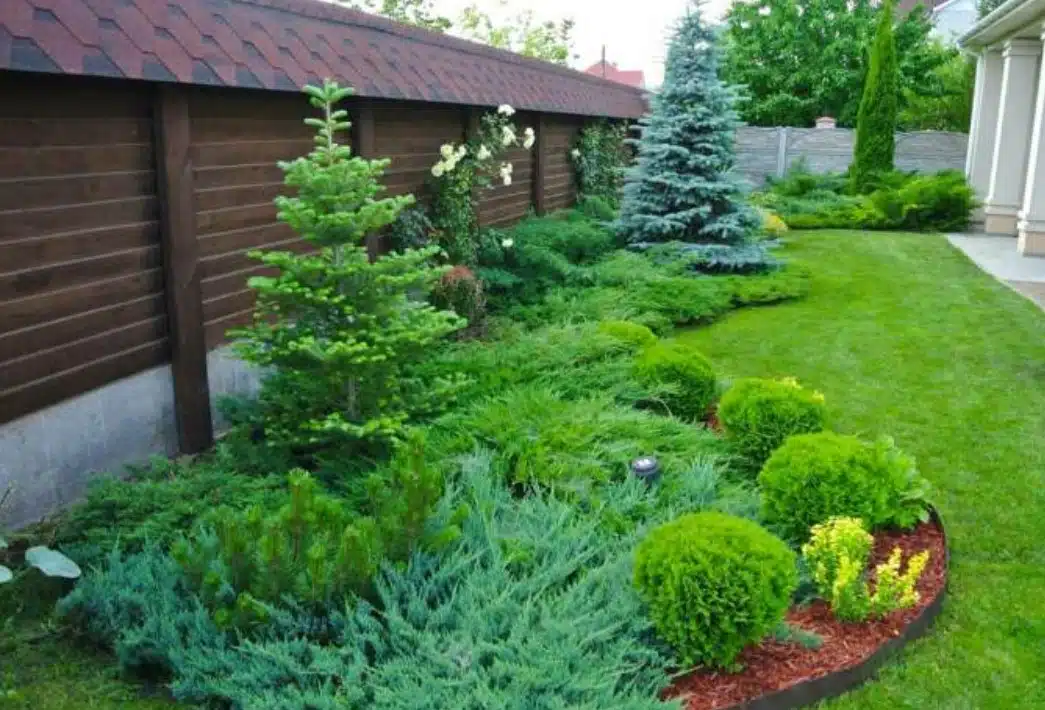 4 дървета, които могат да съсипят двора Ви за кратко време: ето защо 2